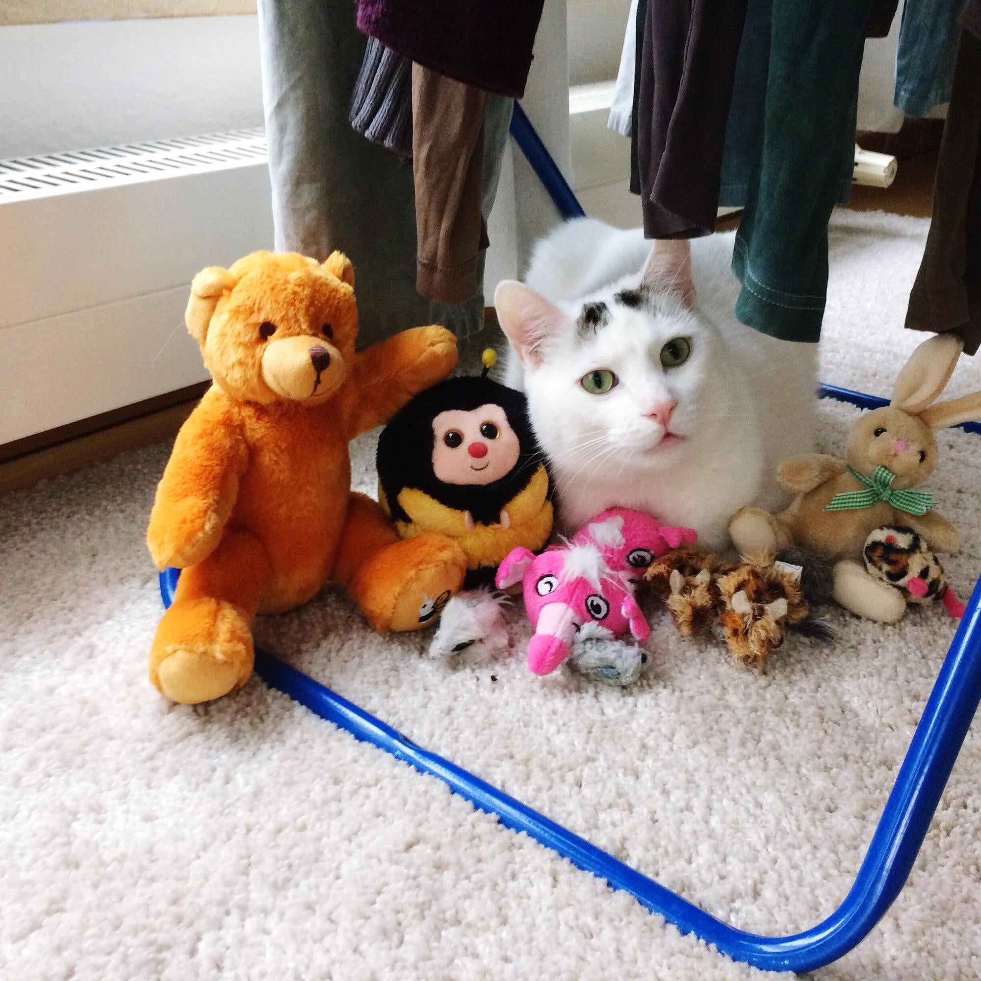 Choosing the Right Toys for Your Pet's Play Style